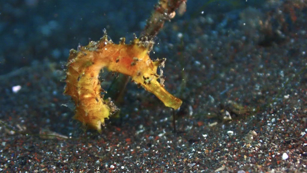 年越し大瀬崎ツアー!